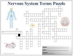 You can help fix people's hands by curing blisters, cuts, burns, and other injuries. The Nervous System Science Crossword Puzzle Activity Worksheet Tpt