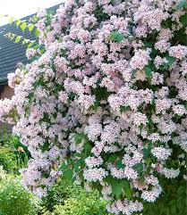Rosa Perlmuttstrauch Top Qualitat Kaufen Baldur Garten