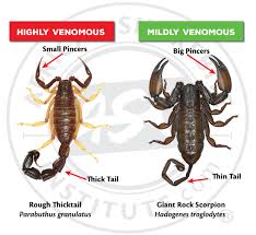 How to identify a potentially dangerous scorpion - African Snakebite  Institute