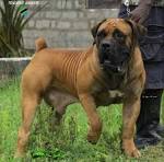 African Boerboel Puppies For Sale - Boerboel Pups ...