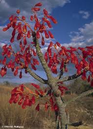 Image result for Hildegardia