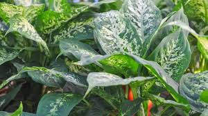 Dieffenbachia (dieffenbachia maculata) originally hails from the tropical forests of central and south america and belongs to the. Curly Leaves On Dieffenbachia 5 Likely Reasons And Fixes