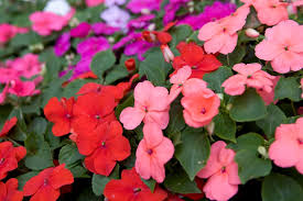 Check spelling or type a new query. Impatiens Plant Grow And Care For Busy Lizzies Bbc Gardeners World Magazine