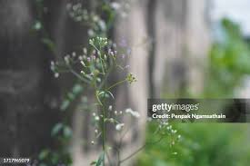 Image result for Vernonia auriculifera