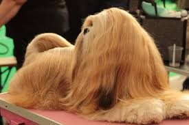 It can be with smooth, wiry or long hair which can be black, tan, red, yellow, chocolate, gray or a combination of several colors. The Most Beautiful 7 Long Haired Dog Breeds Glamorous Dogs In 2021 Long Haired Dog Breeds Long Haired Dogs Small Dog Breeds