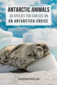 30 Antarctic Animals You Can See On An Antarctica Cruise In 2020 Antarctic Animals Antarctica Antarctica Cruise