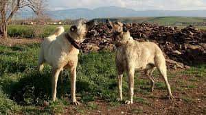 Talaz Kangal Home Facebook
