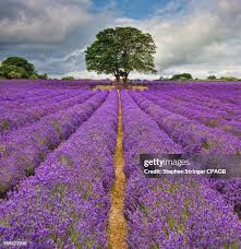 251 Stephen Lavender Stock Photos, High-Res Pictures, and Images