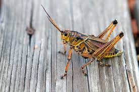 Maybe you would like to learn more about one of these? Orlando Must Learn To Live With Its Giant Grasshopper Overlords Blogs