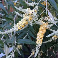 Image result for Buddleja madagascariensis