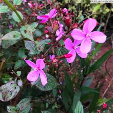 Image result for Dissotis glandulosa