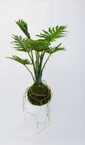First, phalaenopsis orchids do not have water. King Size Faux Kokedama We Smell The Rain