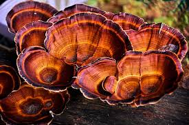 Image result for Ganoderma lucidum