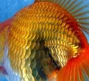 Image result