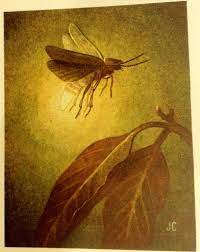 Vintage Lightning Bug Illustration Bug Art Bug Tattoo Insect Art