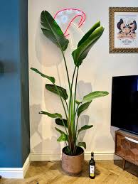 Image result for Strelitzia alba