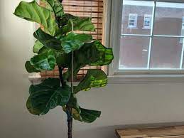 Further complicating this is the fact that yellow leaves on a fig may mean a bacterial infection. Yellow Bottom Leaves On Fiddle Leaf Fig