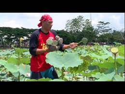 Akar teratai bisa dimasak apa. Lotus Sumput Olahan Biji Bunga Lotus Jejak Si Gundul 29 11 18 Part 1 Youtube