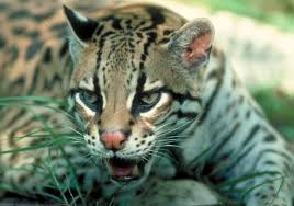 Ll About Animals Animals That Start With O Animals With O Animals Beginning With O Amazing Animals Start With O Vultu Animals Wild Cats Endangered Animals