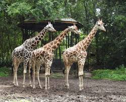 Check spelling or type a new query. Local Attractions The Pines Melaka