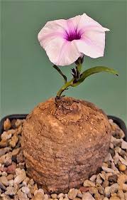 Image result for Ipomoea welwitschii