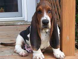 If you looking for a dog that can take care of themselves then do not look for a basset in an athletic or energetic breed. Baby Basset Hound Puppies For Sale In Ohio Petsidi