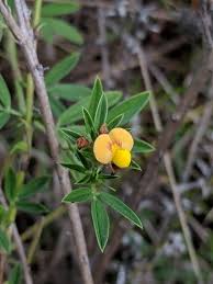 Image result for Stylosanthes