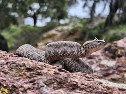 Image result for Pycreus melas