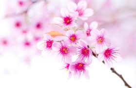 Choose from hundreds of free flower wallpapers. Pink Flower Wallpapers Hd