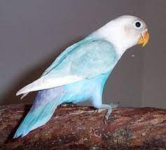 Masked Cobalt Dilute Pied Lovebird Pretty Pet Birds Parrot Pet Love Birds