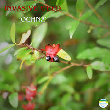 Image result for Ochna cyanophylla