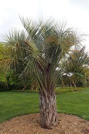 Image result for Bulbine capitata