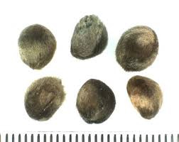 Image result for Polysphaeria harrisii