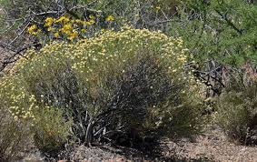 Image result for Sphedamnocarpus