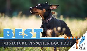 9 best miniature pinscher dog foods plus top brands for