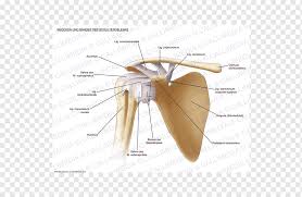 The most common shoulder injuries involve the muscles, ligaments, cartilage, and tendons, rather than the bones. Joint Shoulder Ligament Anatomy Bone Others Angle Anatomy Wrist Png Pngwing