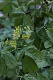 Image result for Blue Cohosh