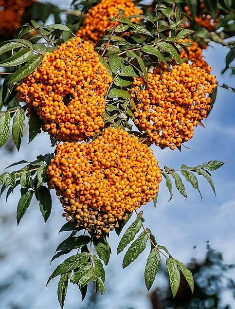 Sorbus Gallery - Cherry Tree Arboretum