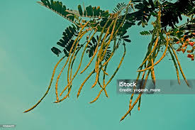 Image result for Sesbania sesban