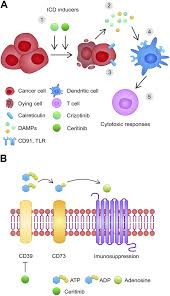 Image result for ALK Inhibitor
