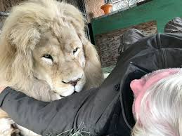 You'll always find a warm welcome at the golden lion in fulham. If I Raise A Lion As A Pet Since Its Birth Will I Be 100 Safe Quora