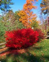 Burning Bush Green Leaves That Turn Red In The Fall Plants Dream Garden Burning Bush