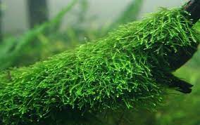Karena itulah mereka tahan meski di tempat yang low/rendah co2. Penggunaan Tanaman Moss Pada Aquascape Atagaleri Net