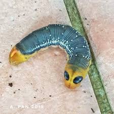 Image result for Millettia eetveldeana