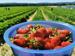 6 Bons Spots Autour De Strasbourg Pour Cueillir Des Kilos De Fraises A Prix Mini