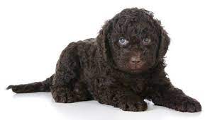 hunderassen die nicht haaren ubersicht beliebter rassen fluffis de rare dogs french dog breeds dog breeds