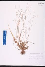 Image result for Digitaria compressa