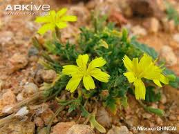 Image result for Launaea