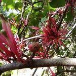 Image result for Tapinanthus dependens
