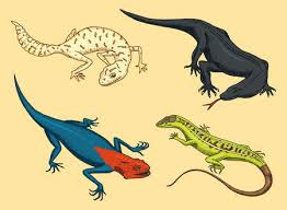 We've been in business since 2002. Komodo Dragon Monitor American Sand Lizard Exotic Reptiles Spotted Fat Tailed Gecko Wild Animals Lacertian In Nature Vector Illustration For Book Or Pet Store Zoo Tasmeemme Com